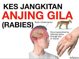 Virus dapat disebarkan melalui udara dan droplet. 5 Perkara Ibu Bapa Mesti Alert Tentang Penyakit Anjing Gila Rabies
