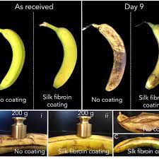 This was not one of our planned lessons. Evaluation Of Bananas Ripening With And Without Crystalline Silk Download Scientific Diagram