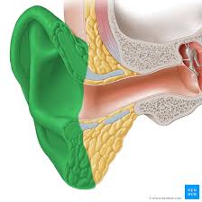 Image result for External Ear