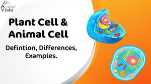 Each cell type has a specific role which it has to play in order to assist the body in however there is one exception i could think of, and those are pavement cells, they're neither round nor somewhat spherically shaped. Plant Cell Vs Animal Cell Difference And Comparison Diffen
