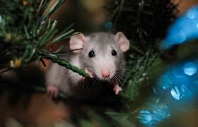 In addition to being shaped differently, a dumbo rat's ears are also larger than usual. Dumbo Rat Pet Facts Behavior And Care Guide Lovetoknow