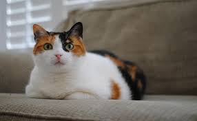 Get the answer and more calico cat facts below! 200 Best Calico Cat Names With Meanings Petmoo