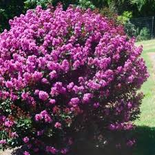 They appear in may and last until early june. Azalea Tri Lights Kiefer Nursery Trees Shrubs Perennials