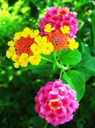 Pin On Yard And Garden