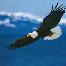 Check spelling or type a new query. Halaman Download 40 Lebih Foto Burung Elang Keren
