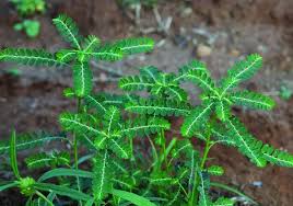 Image result for Phyllanthus