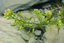 Image result for Rorippa