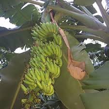 Yelakki vazhaipazham kunamagum noi|ஆரோக்கிய தளம். Buy 5 Nos Yelakki Banana Tissue Cultured Bare Root Plants Online Shopclues Com