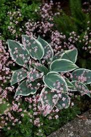 My Favorite Plant Combinations 61 Hosta Garten Schattenpflanzen Garten