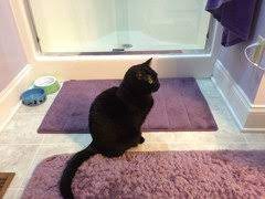 We did not find results for: Help Fluoxetine Reconcile Prozac For Cats