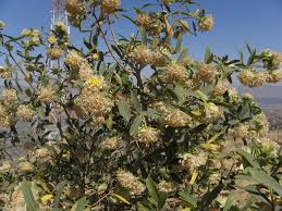 Image result for Gnidia