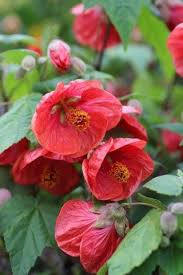 Image result for Abutilon englerianum