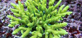 This is an easy moss to care for under medium light conditions; Fragging Sps Corals Tropical Fish Hobbyist Magazine