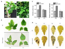 Maybe you would like to learn more about one of these? Two Clematis Varieties And Physiological Changes After High Temperature Download Scientific Diagram