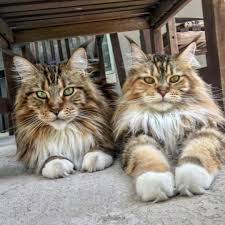Pin On Maine Coon Cats