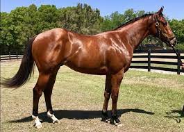 Thoroughbred Horse Lifespan How Long Do They Live Horses Thoroughbred Horse Horse Breeds