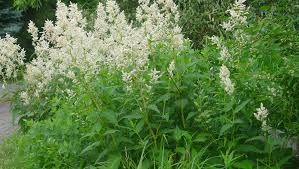 Image result for Persicaria