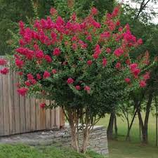 Planting a tree for a lost loved one. Choose The Tree Or Plant That Best Represents Your Loved One