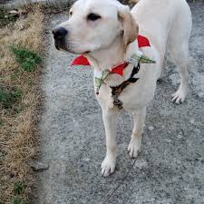 Check spelling or type a new query. Adopt A Labrador Retriever Puppy Near Baltimore Md Get Your Pet
