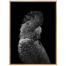 The Masked Ball Black Cockatoo Canvas Wall Art Framed Canvas Prints Black And White Birds Bird Canvas