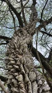 Image result for Zanthoxylum chalybeum