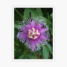 Passion Flower Stickers Redbubble
