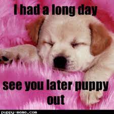 Sleepy Puppy Cute Puppies Puppies Sleeping Puppies
