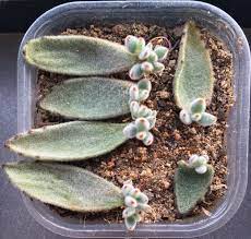 When planting indoors, place near a sunny window. 12 June 2016 Baby Panda Plant Propagations Propagating Plants Succulent Gardening Planting Succulents