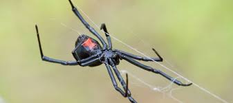 The abdominal section is large and muscle cramps are treated with muscle relaxants. The Dangers Of Spiders In The Fall Onsite Pest Control