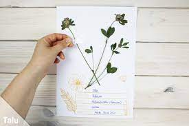 Ein herbarium ist eine sammlung getrockneter und gepresster pflanzen oder pflanzenteile. Herbarium Anlegen Anleitung Kostenlose Vorlage Furs Deckblatt Talu De