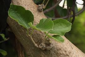 Image result for Fockea multiflora