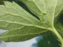 Illustrations © midsummer books ltd and © penguin group (uk) ltd, used by permission. A Guide To Wild Flowers Of Woodland And Hedgerow