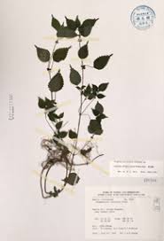 Image result for Droguetia iners