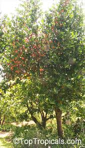 Image result for Garcinia livingstonei