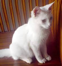 Kucing yang tampak aneh ini sebenarnya memiliki kondisi langka yang dikenal sebagai heterochromia iridis, yang kondisi ini paling sering terlihat pada kucing putih atau yang memiliki setidaknya bulu putih di tubuhnya, seperti kucing tuksedo dan kucing dua warna. 74 Kami Tiga Beranak Hantu Kucing
