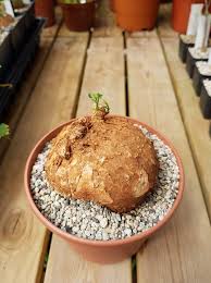 Image result for Cyclantheropsis parviflora