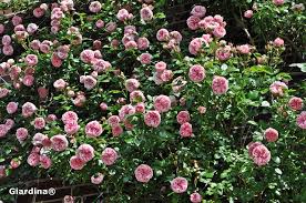 Check spelling or type a new query. Climbing Roses Buy Online Rosen Tantau
