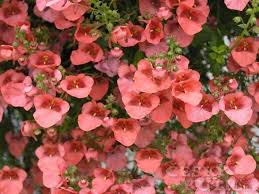 Image result for ostruhatka