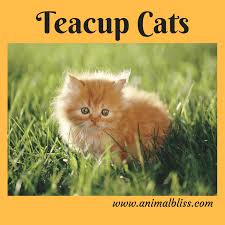 Humans like the appearance of jewel like animals and these sweet, very small cats are certainly that. Teacup Cat Breed Unique Cat Breeds Designer Cats