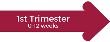 Image result for First Trimester Education