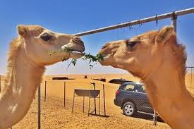 Camels came into the game with the valencia patch update. Oman Top 10 Tours Sightseeing Cruises W Prices