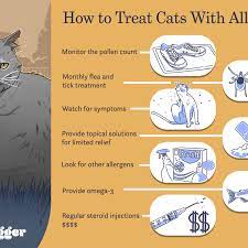 How To Treat Cats With Allergies