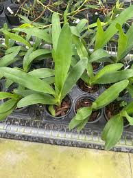 Image result for Angraecum
