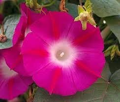 631 free images of glory. Morning Glory Crimson Rambler Ipomoea Purpurea Seeds