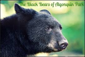 Black Bear Population By State 2019 The Black Bears Of Algonquin Park Algonquin Park Black Bear Bear