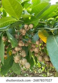 Image result for Meliaceae