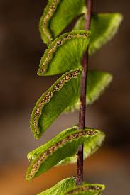 Image result for Lindsaeaceae