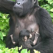 Image result for MISHAYA BABY GORILLA