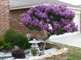 Plantfiles Pictures Crepe Myrtle Crape Myrtle Catawba Lagerstroemia Indica 3 By Evilwoman Planting Flowers Backyard Landscaping Myrtle Tree
