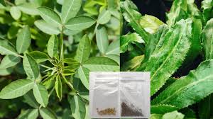 Image result for Crotalaria torrei